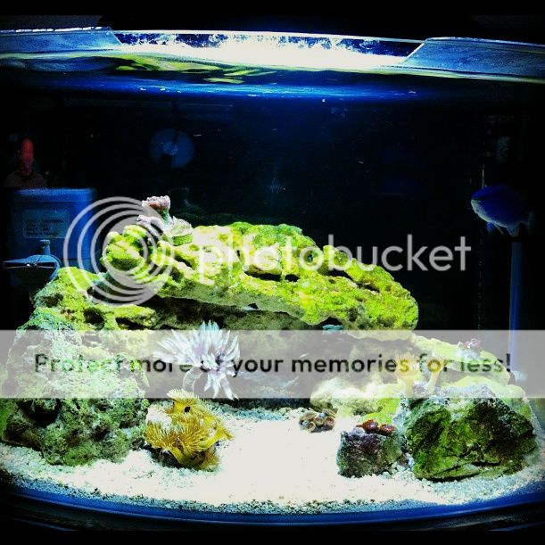 Posted Image