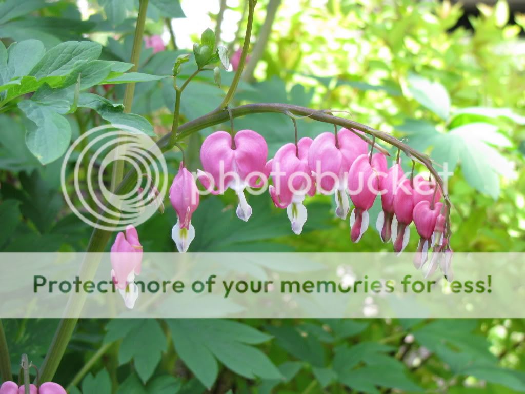 iek Resimleri (5 Katalog)