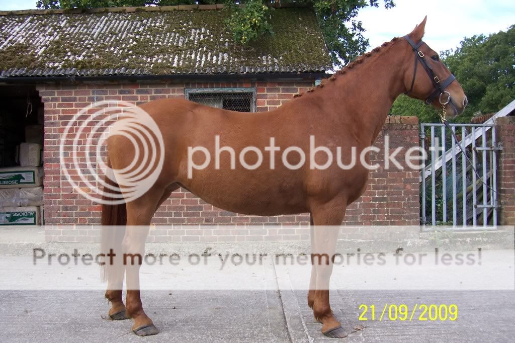 Clover hill progeny, and the stallion himself! Page 2