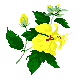flower gifs photo: Yellow Flower yelhibis.gif