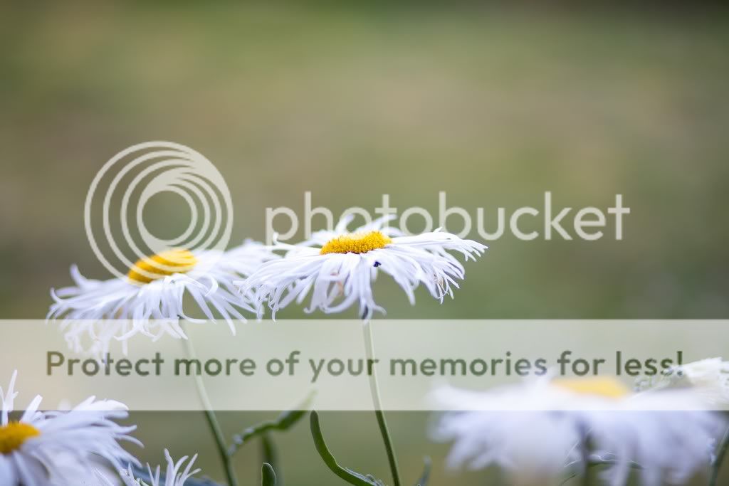 IMAGE: http://i729.photobucket.com/albums/ww300/alan_u/2011-07-21_00001.jpg