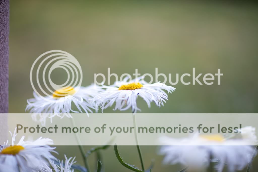 IMAGE: http://i729.photobucket.com/albums/ww300/alan_u/2011-07-21_00002.jpg