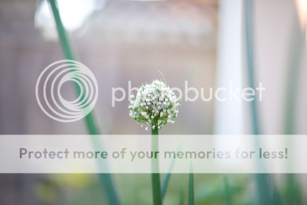 IMAGE: http://i729.photobucket.com/albums/ww300/alan_u/2011-07-21_00003.jpg