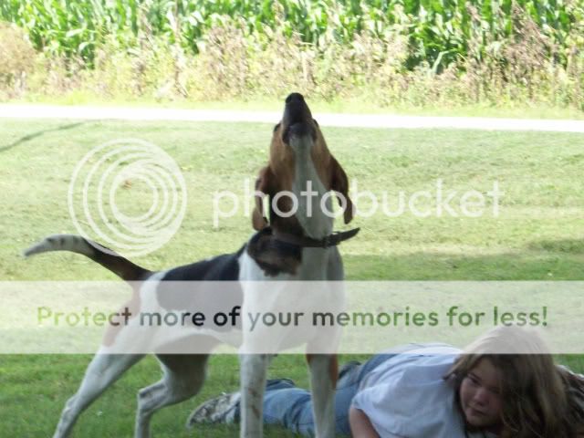 Help with a hound - Working and Companion Animals