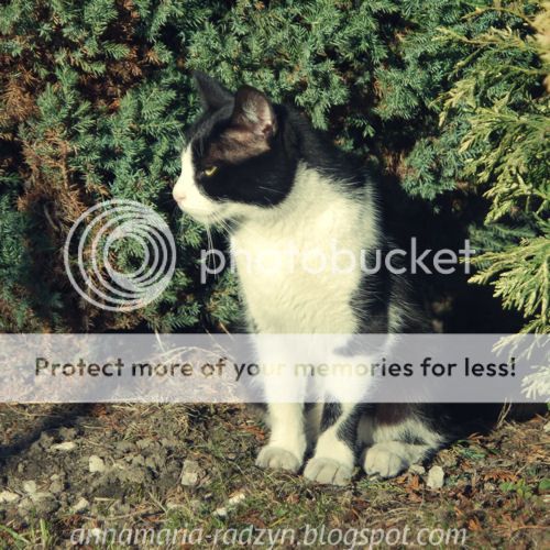 photo ogroacuted001b_zps81e12110.jpg