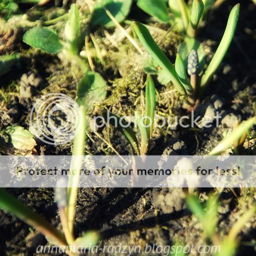 photo ogroacuted001c_zpse64315fa.jpg